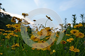 Yellow daisy flowers against blue sky