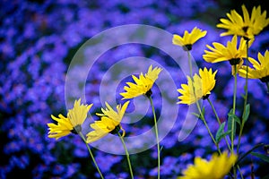 Yellow daisy flowers on background of purple blue aster