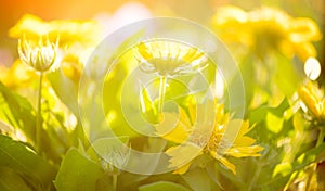 Yellow daisy flowers blooming in a garden close-up. Bright yellow and orange vivid daisies flower. Beautiful bright flower