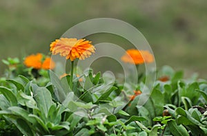 Yellow Daisy Flowers