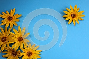 Yellow daisy flowers on a blue background