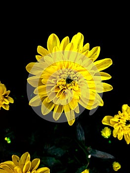 Yellow  Daisy Flowers Closeup Photography