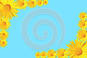 Yellow daisy flowers corner arrangement on blue background