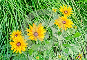 Yellow daisy flowers, green grass, gerberas garden, close up