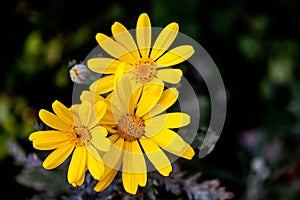 Yellow Daisy flowers