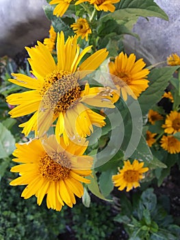 Yellow Daisy flowers in the pot