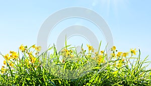 Yellow daisy flowers and spring grass on blue sky background