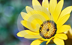 Yellow Daisy with Detailed Center