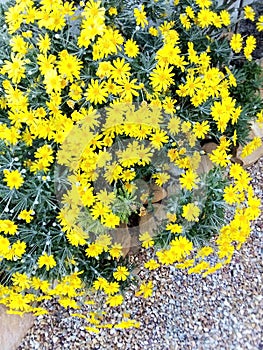 Yellow Daisy Garden Delight