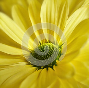 Yellow Daisy Gerbera