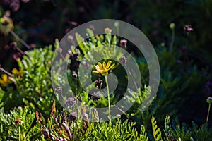 Yellow Daisy Growing in a Field of Grassy and Flowers in San Bruno, California