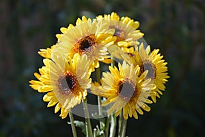 Yellow Daisy Heads