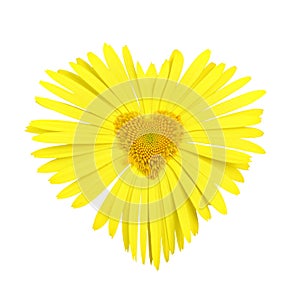Yellow daisy with heart in center