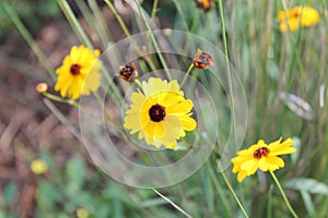 yellow daisy like flowering plant garden flower blooming