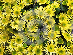 Yellow Daisy little bloom in morning with green leaf top view background, Chrysanthemum coronarium L