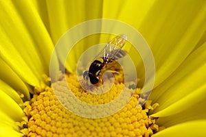 Yellow Daisy Macro