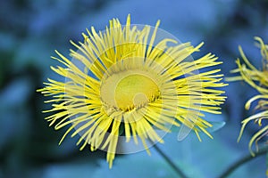 yellow daisy macro