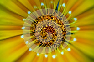 Yellow daisy macro