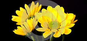 Yellow Daisy Macro