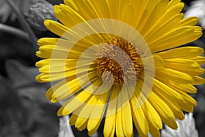 Yellow Daisy macro bright sunlit blossom