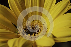 Yellow daisy macro on dark background