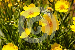 Yellow daisy meadow against a blue sky