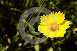 Yellow daisy meadow against a blue sky