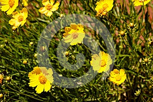 Yellow daisy meadow against a blue sky