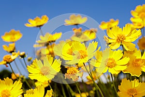 Yellow daisy meadow against a blue sky