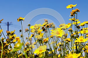 Yellow daisy meadow against a blue sky