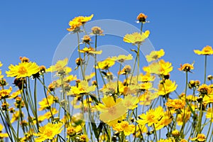 Yellow daisy meadow against a blue sky