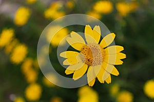 Yellow daisy in the meadow