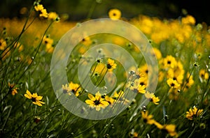 yellow daisy on road side