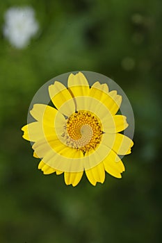 Yellow daisy summer flower