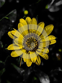 Yellow Daisy with waterdrops