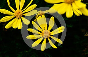 Yellow daisys against a black background