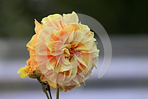 Yellow dalia flower photo