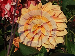 Yellow dalia flowers photograph