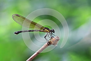 Yellow Damselfy/Dragon Fly/Zygoptera sitting in the edge of bamboo stem with beautiful bokeh