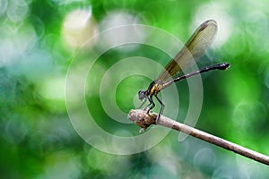 Yellow Damselfy/Dragon Fly/Zygoptera sitting in the edge of bamboo stem with beautiful meyer bokeh