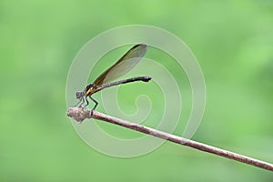 Yellow Damselfy/Dragon Fly/Zygoptera sitting in the edge of bamboo stem with soft green background