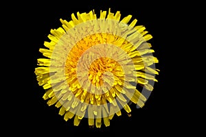 Yellow dandelion