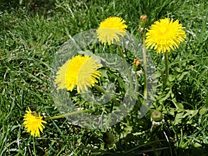 Yellow dandelion