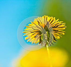 Yellow dandelion