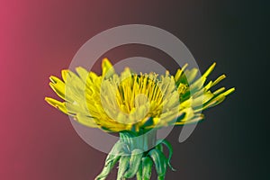 Yellow dandelion