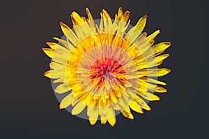 Yellow dandelion