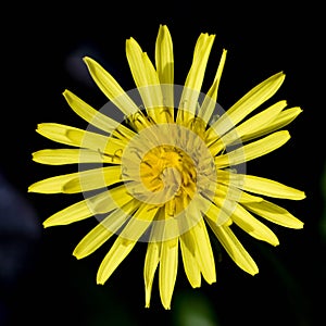 Yellow Dandelion Agains Black Background