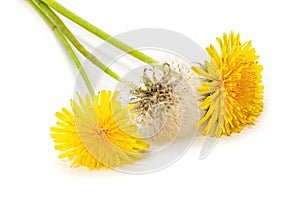 Yellow dandelion without background