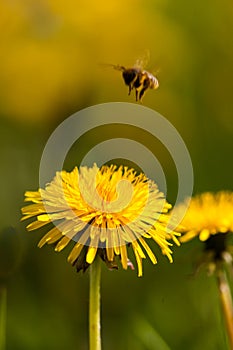 Yellow dandelion and bee