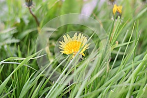 Yellow dandelion blossoms in a meadow in green grass